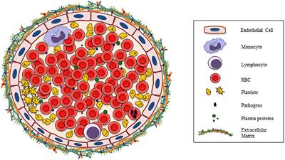 Red Blood Cells: Chasing Interactions